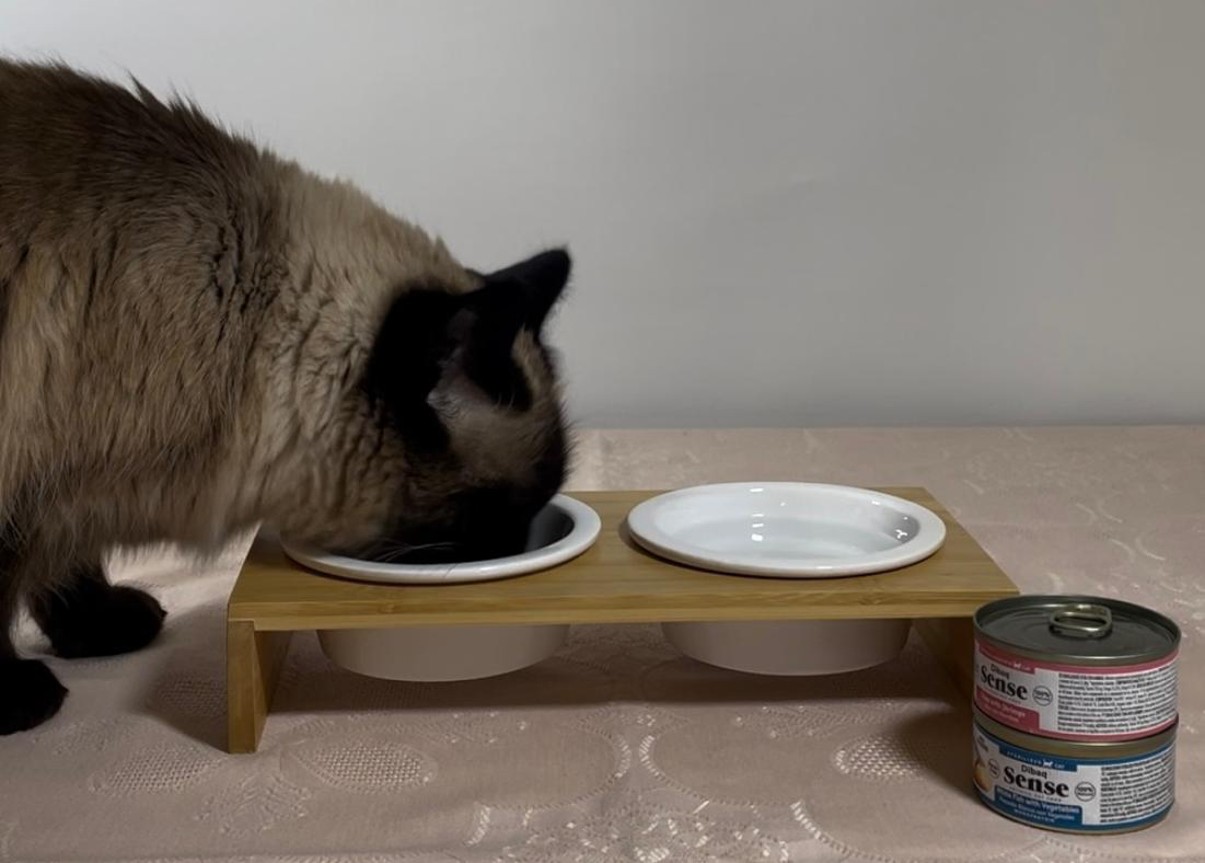 comida refrescar a tu mascota gato